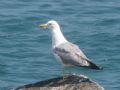 Larus michahellis